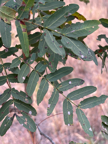 Brachystegia utilis observed 2026-07-26