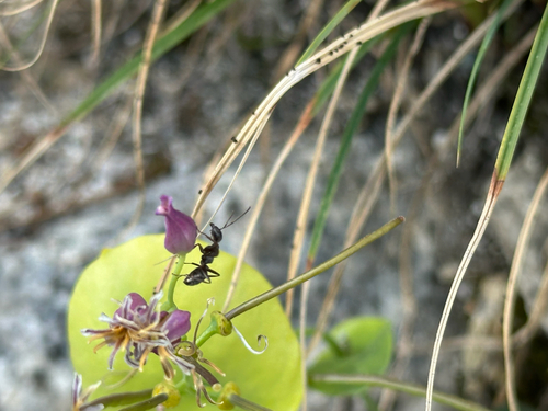 iNaturalist observation photo of fusca-group Field Ants and Allies