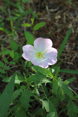 Oenothera speciosa