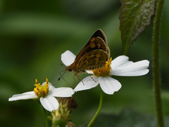 Taractrocera ceramas