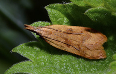 Dichomeris derasella