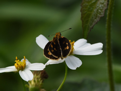 Taractrocera ceramas