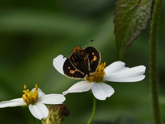 Taractrocera ceramas