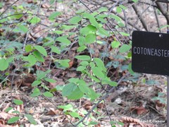 Cotoneaster nebrodensis
