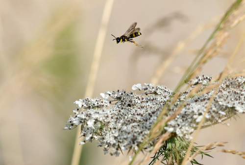 Ornate-tailed Digger Wasp photo 4