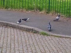 Columba livia domestica
