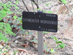 Cotoneaster nebrodensis
