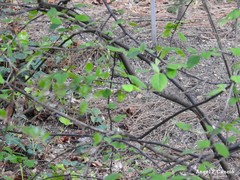 Cotoneaster nebrodensis