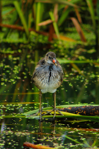 iNaturalist image