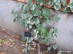 Hedera algeriensis