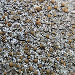 Caloplaca sideritis