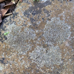 Caloplaca sideritis