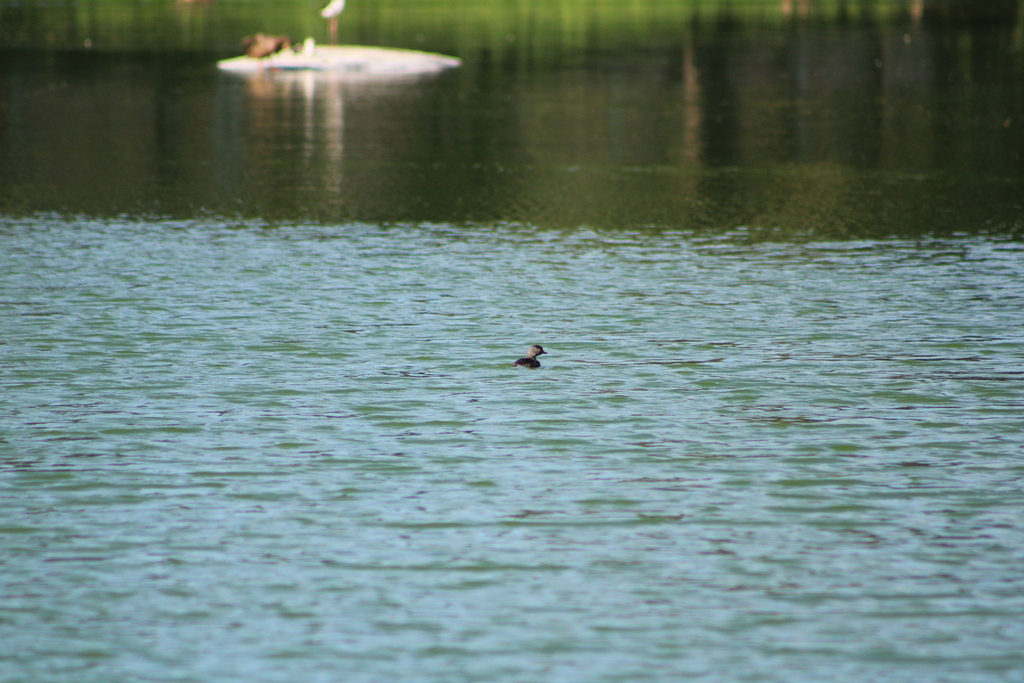 Mexican Grebe
