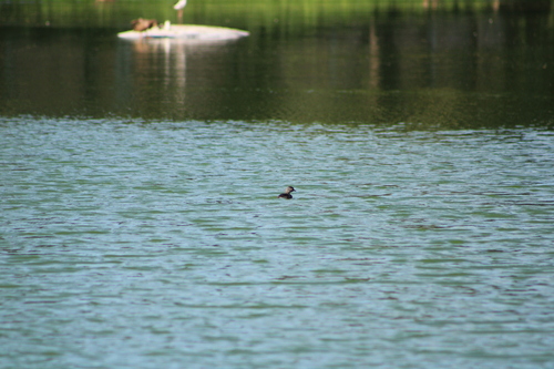 Mexican Grebe