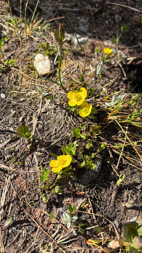 Ranunculus eschscholtzii, photograph 3
