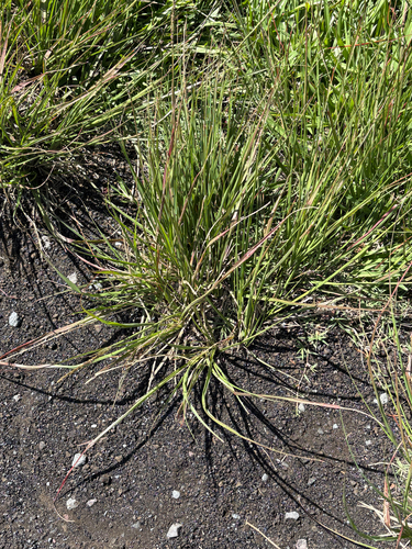 Sporobolus africanus observed 2026-07-26