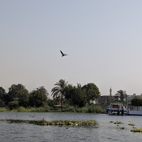 iNaturalist image