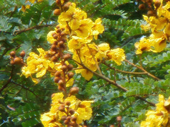 Peltophorum