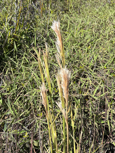 Andropogon tenuispatheus observed 2026-07-26