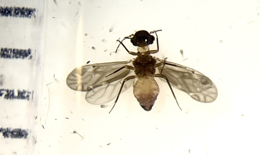 Lizard bark louse