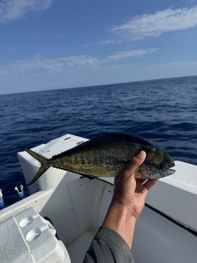 Pompano dolphin