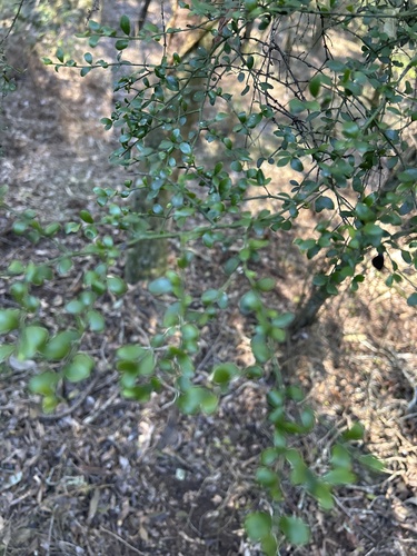 small-Leaved canthium