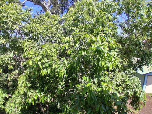 Syzygium cumini observed 2026-07-26