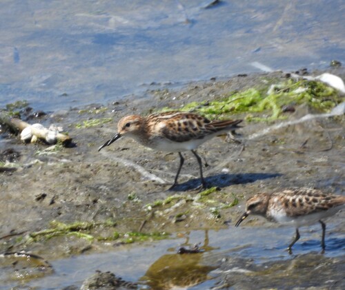 iNaturalist: (c) cathycarlson, some rights reserved (CC BY-NC) iNaturalist image