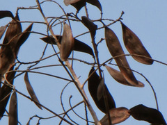 Peltophorum