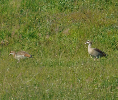 iNaturalist image