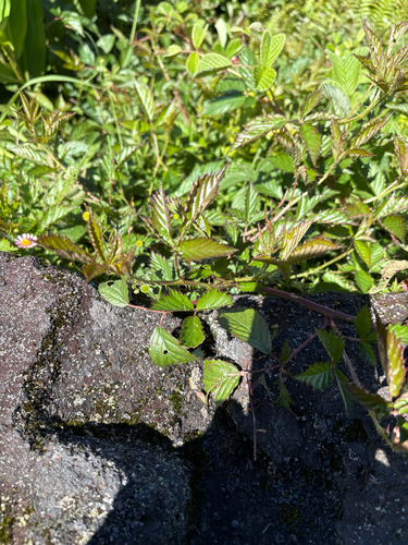 Rubus argutus observed 2026-07-26