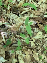 Endodeca serpentaria