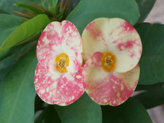 Euphorbia milii