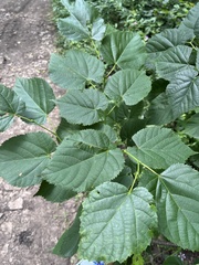 Tilia dasystyla, photograph (c) Наталья Пикалова, some rights reserved (CC BY)