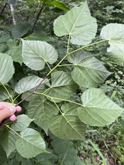 Tilia dasystyla, photograph (c) Наталья Пикалова, some rights reserved (CC BY)