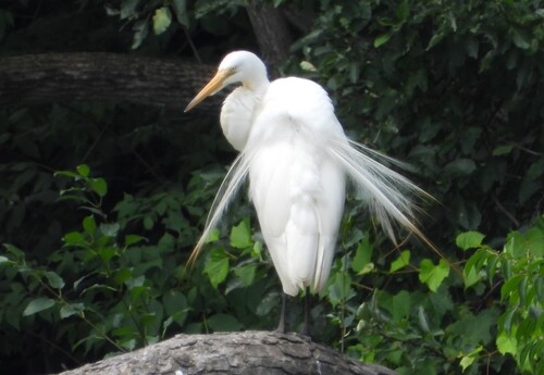 iNaturalist image