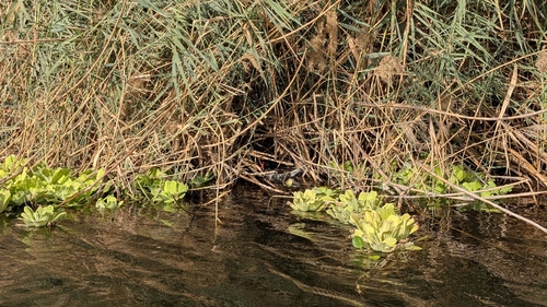 iNaturalist image