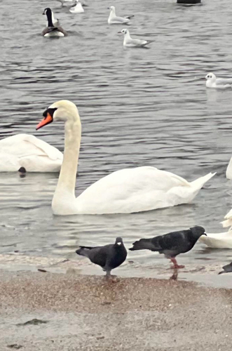 iNaturalist image