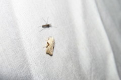 Acleris subnivana