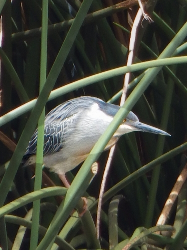 iNaturalist image