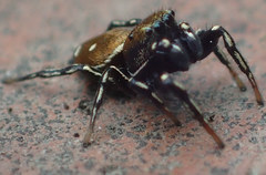 Heliophanus kochii
