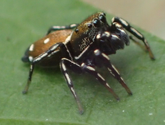 Heliophanus kochii