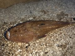 Uranoscopus scaber