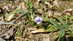 Viola cucullata