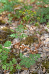 Tauschia kelloggii