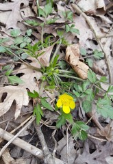 Ranunculus hispidus nitidus