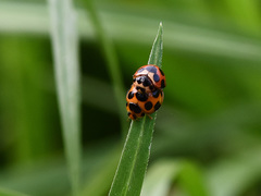 Coelophora bissellata
