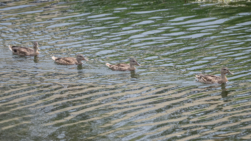 iNaturalist image