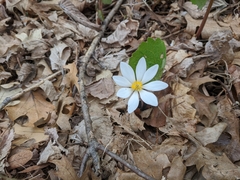 Sanguinaria canadensis