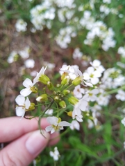 Arabidopsis arenosa